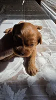 Chester, a male Cavapoo for sale in Amarillo, TX – 1 of 7