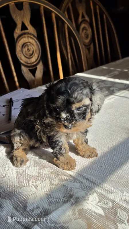 Tango F1B – Cavapoo puppy for sale in Amarillo, TX