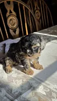 Tango F1B, a male Cavapoo for sale in Amarillo, TX – 1 of 10