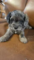 Cisco, a male Cavapoo for sale in Amarillo, TX – 2 of 6
