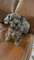 Bronco F-1, a male Cavapoo for sale in Amarillo, TX – 4 of 6