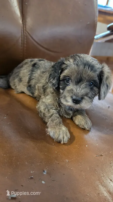 Cisco – Cavapoo puppy for sale in Amarillo, TX