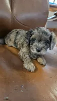 Cisco, a male Cavapoo for sale in Amarillo, TX – 1 of 6