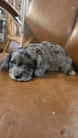 Cisco, a male Cavapoo for sale in Amarillo, TX – 4 of 6