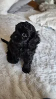 Tucker, a male Cavapoo for sale in Amarillo, TX – 2 of 6