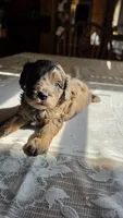 Cisco, a male Cavapoo for sale in Amarillo, TX – 2 of 7