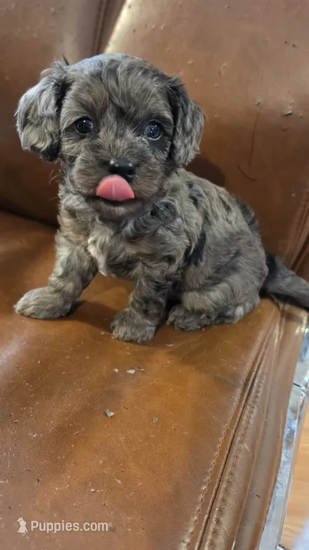 Bronco F-1 – Cavapoo puppy for sale in Amarillo, TX