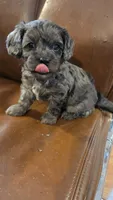 Bronco F-1, a male Cavapoo for sale in Amarillo, TX – 1 of 6