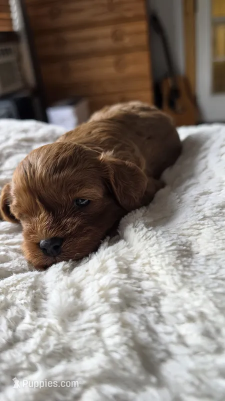 Chester – Cavapoo puppy for sale in Amarillo, TX