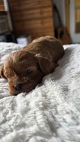 Chester, a male Cavapoo for sale in Amarillo, TX – 1 of 7