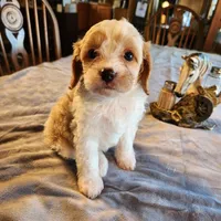 Juliet F-1, a female Cavapoo for sale in Amarillo, TX – Photo 1 of 10