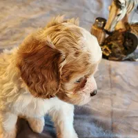 Juliet F-1, a female Cavapoo for sale in Amarillo, TX – Photo 5 of 10
