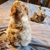 Juliet F-1, a female Cavapoo for sale in Amarillo, TX – Photo 9 of 10