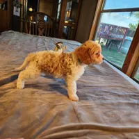 Juliet F-1, a female Cavapoo for sale in Amarillo, TX – Photo 10 of 10