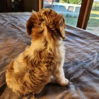 Juliet F-1, a female Cavapoo for sale in Amarillo, TX – Photo 8 of 10