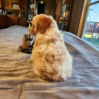 Juliet F-1, a female Cavapoo for sale in Amarillo, TX – Photo 3 of 10