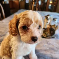 Juliet F-1, a female Cavapoo for sale in Amarillo, TX – Photo 4 of 10