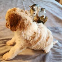 Juliet F-1, a female Cavapoo for sale in Amarillo, TX – Photo 6 of 10