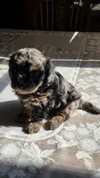 Tango F1B, a male Cavapoo for sale in Amarillo, TX – 6 of 10