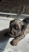 Bronco F-1, a male Cavapoo for sale in Amarillo, TX – 2 of 9
