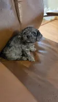 Bronco F-1, a male Cavapoo for sale in Amarillo, TX – 2 of 6
