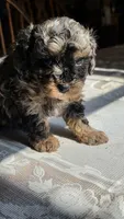 Tango F1B, a male Cavapoo for sale in Amarillo, TX – 2 of 10
