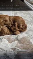 Chester, a male Cavapoo for sale in Amarillo, TX – 2 of 7