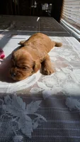 Chester, a male Cavapoo for sale in Amarillo, TX – 7 of 7