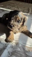 Cisco, a male Cavapoo for sale in Amarillo, TX – 7 of 7