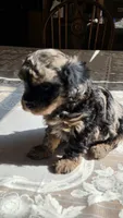 Tango F1B, a male Cavapoo for sale in Amarillo, TX – 7 of 10