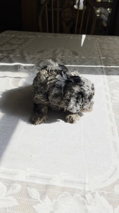 Tango F1B, a male Cavapoo for sale in Amarillo, TX – 3 of 10