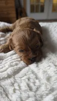 Chester, a male Cavapoo for sale in Amarillo, TX – 7 of 7