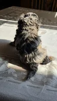 Tango F1B, a male Cavapoo for sale in Amarillo, TX – 9 of 10