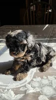 Tango F1B, a male Cavapoo for sale in Amarillo, TX – 8 of 10