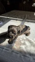 Bronco F-1, a male Cavapoo for sale in Amarillo, TX – 5 of 9