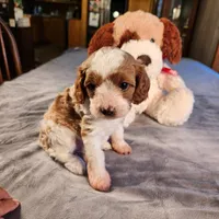 Skippy, a female Cavapoo for sale in Amarillo, TX – Photo 4 of 9