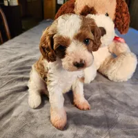 Skippy, a female Cavapoo for sale in Amarillo, TX – Photo 6 of 9