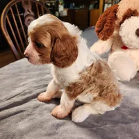 Skippy, a female Cavapoo for sale in Amarillo, TX – Photo 8 of 9