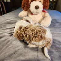 Skippy, a female Cavapoo for sale in Amarillo, TX – Photo 3 of 9