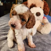 Skippy, a female Cavapoo for sale in Amarillo, TX – Photo 1 of 9