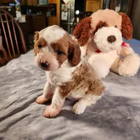 Skippy, a female Cavapoo for sale in Amarillo, TX – Photo 9 of 9