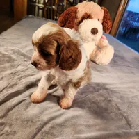 Skippy, a female Cavapoo for sale in Amarillo, TX – Photo 7 of 9