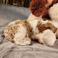 Skippy, a female Cavapoo for sale in Amarillo, TX – Photo 2 of 9