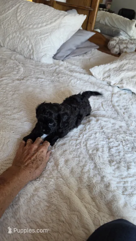 Tucker – Cavapoo puppy for sale in Amarillo, TX