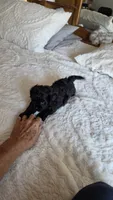 Tucker, a male Cavapoo for sale in Amarillo, TX – 4 of 6