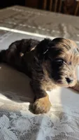 Cisco, a male Cavapoo for sale in Amarillo, TX – 4 of 7