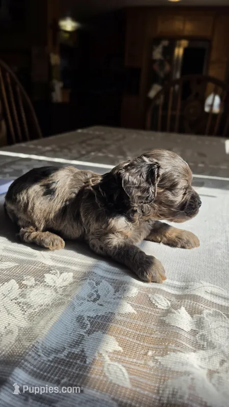 Bronco F-1 – Cavapoo puppy for sale in Amarillo, TX