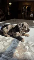 Bronco F-1, a male Cavapoo for sale in Amarillo, TX – 4 of 9
