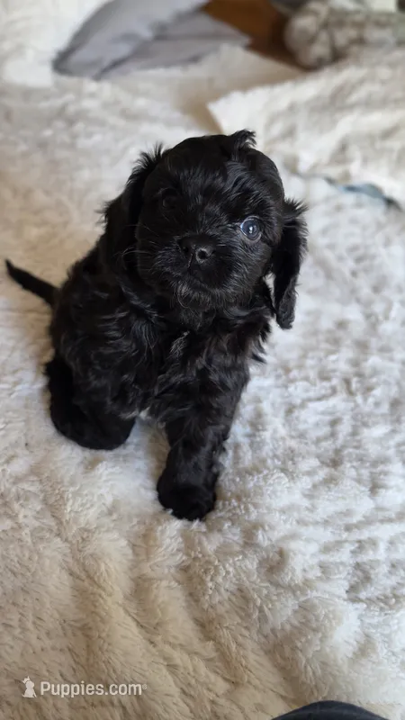 Tucker – Cavapoo puppy for sale in Amarillo, TX