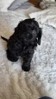 Tucker, a male Cavapoo for sale in Amarillo, TX – 1 of 6